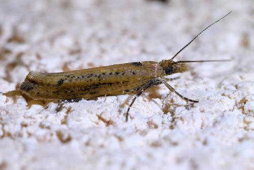 Ypsolopha ustella